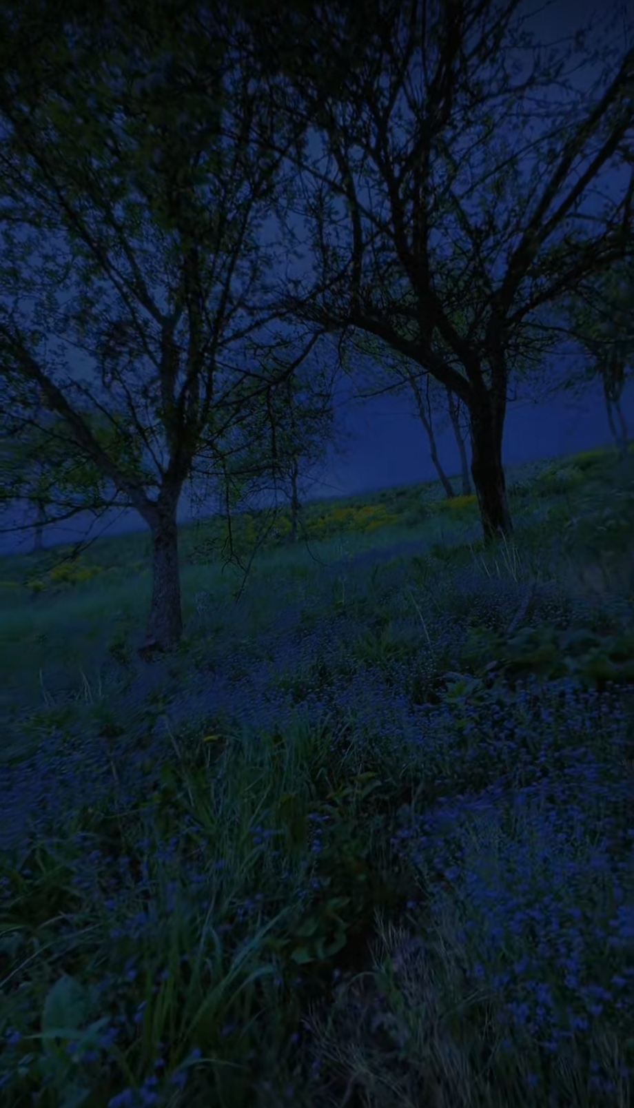 Silhueta olhando para um céu estrelado